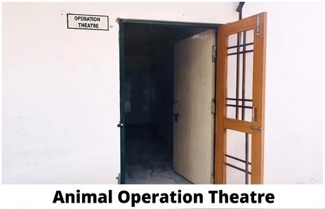 Animal House